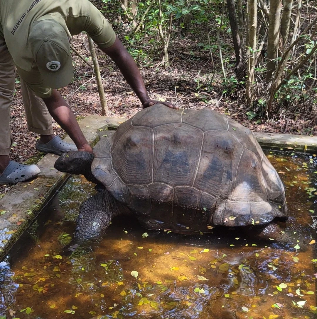 Giant turtle