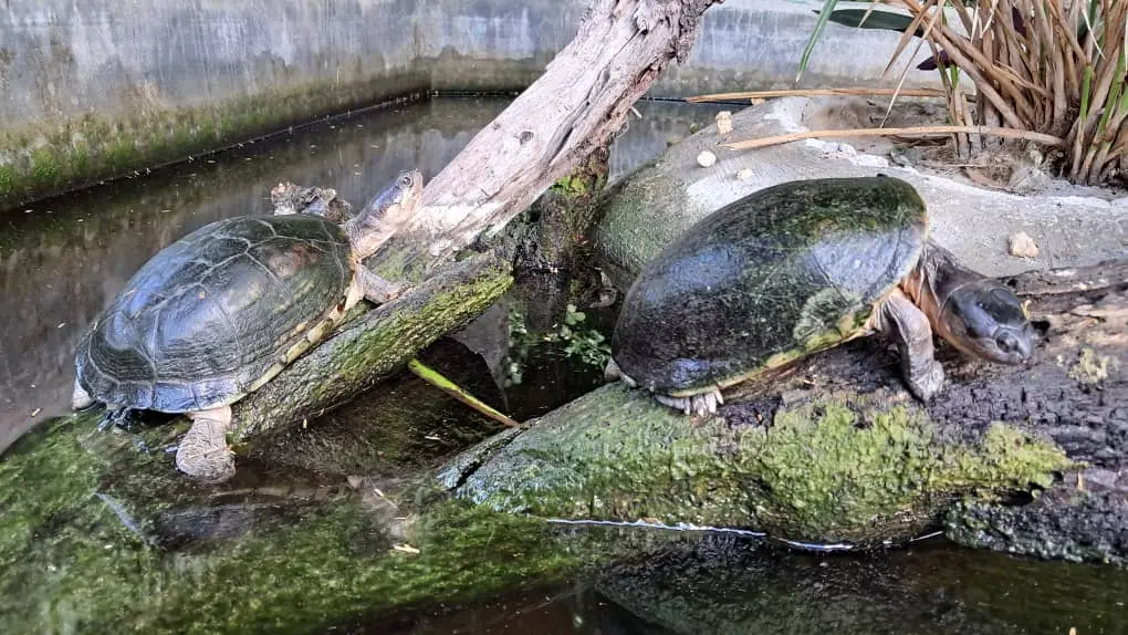 River turtle